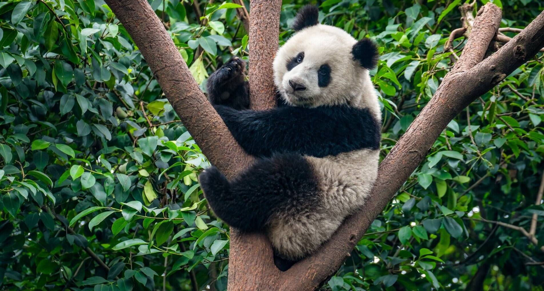 Keizerlijk China: Wereldsteden, panda's en spectaculaire landschappen - China - 1