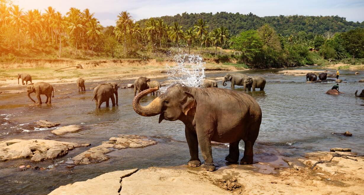 Sri Lanka, Kleurrijk Ceylon - Sri LankaHaputale  - Yala National Park (Ca. 80 km) - Tissamaharama (Ca. 20 km)