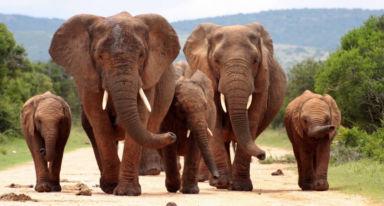 Fly & Drive Zuid-Afrika: ontdek de wereld in één land en reis van Johannesburg naar Kaapstad - Zuid-AfrikaKrugerpark (160 km)