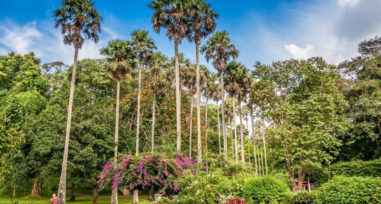 Sri Lanka, Kleurrijk Ceylon - Sri LankaBezoek botanische tuin en Tempel van de Tand