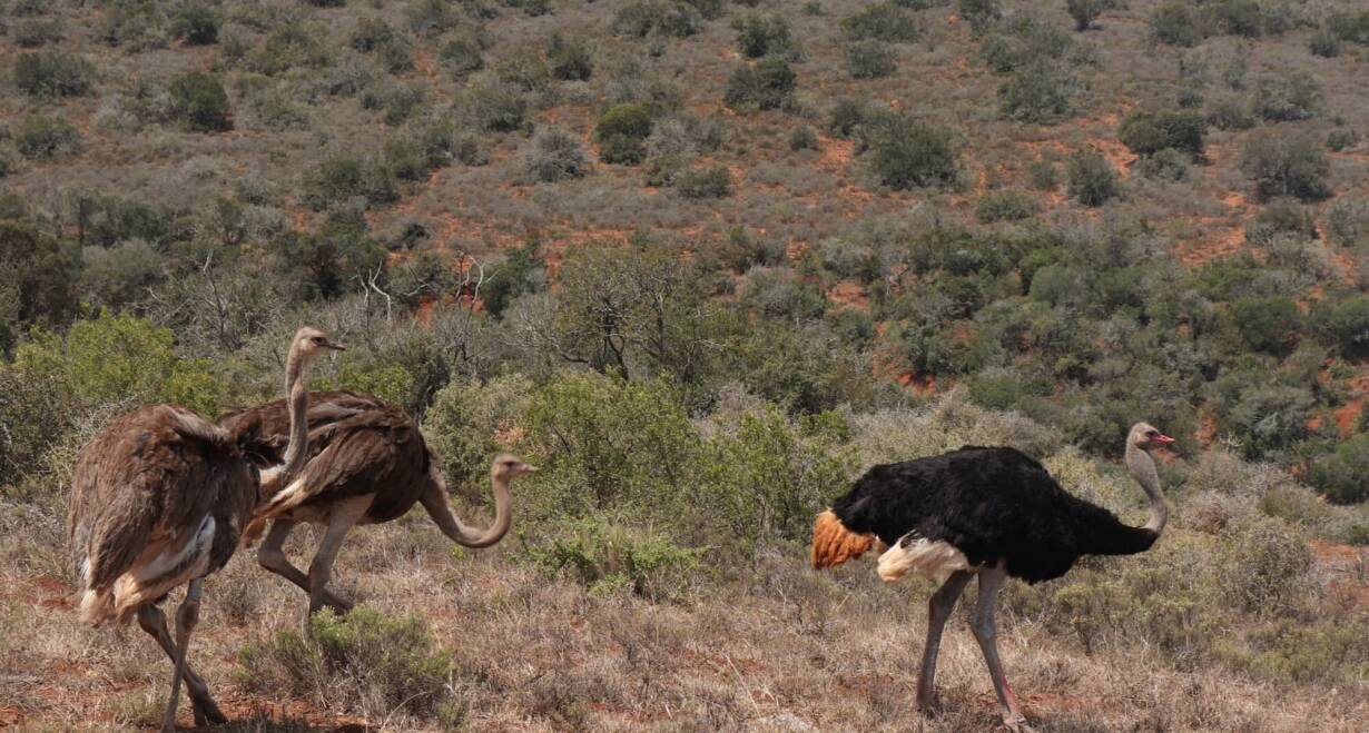 Fly & Drive Zuid-Afrika: ontdek de wereld in één land en reis van Johannesburg naar Kaapstad - Zuid-AfrikaPlettenberg Bay - Oudtshoorn (166 km)