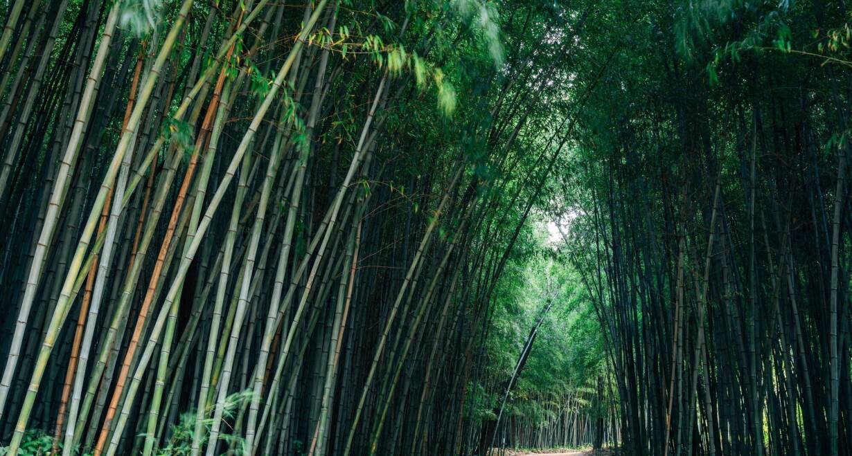 Zuid-Korea: modern Seoul, serene rust en rijke geschiedenis - Zuid-KoreaGwangju - Juknokwon bamboo forrest - Baeyangsa temple – Seoul