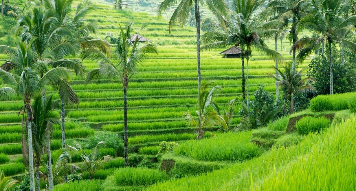 Indonesië – Java en Bali: Rijstvelden, parelwitte stranden en rokende vulkanen - IndonesiëUbud - Jimbaran