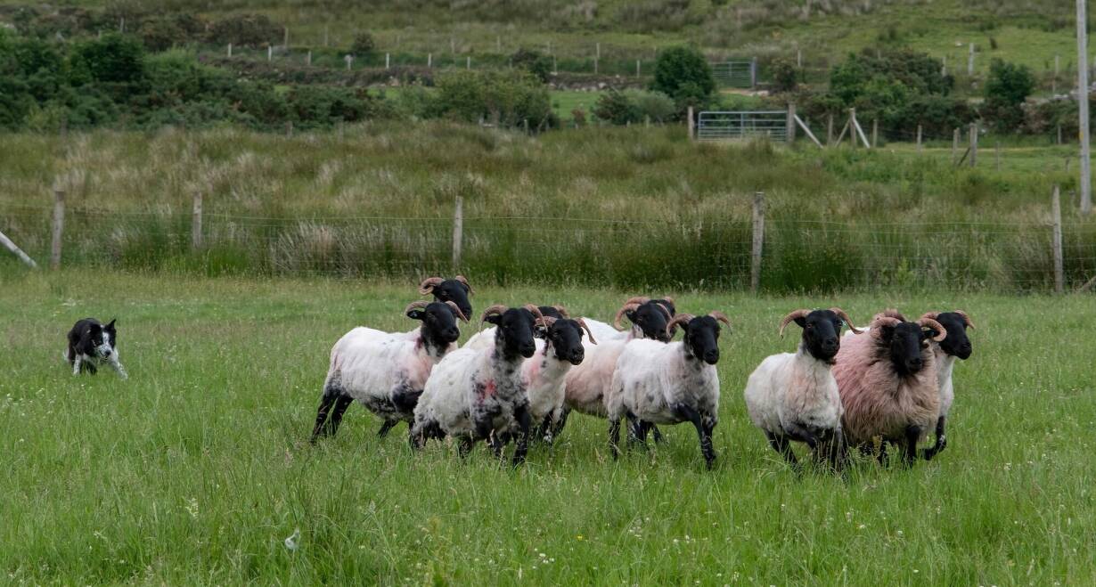 Fly & Drive Ierland: glooiende heuvels, ruige rotsen en de Ring of Kerry - IerlandKerry